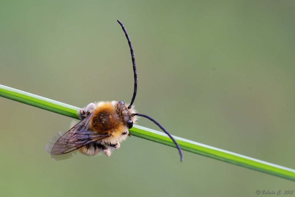 Eucera longicornis? Eucera sp.